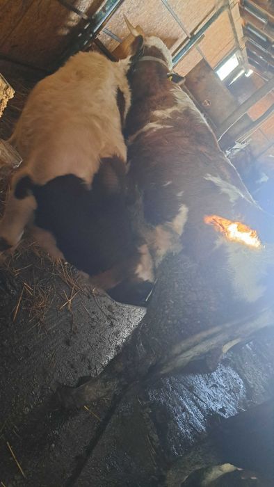 Se vinde junica cu vitel taur si un vitel de 8 luni