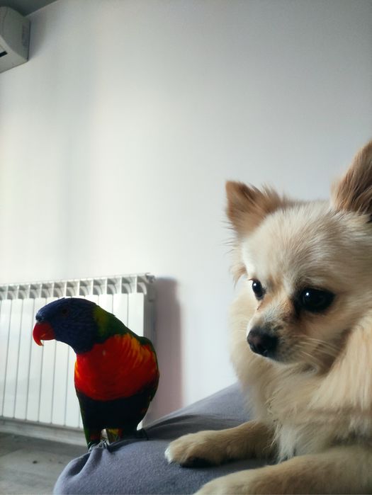 Папагал Лори + клетка + храна