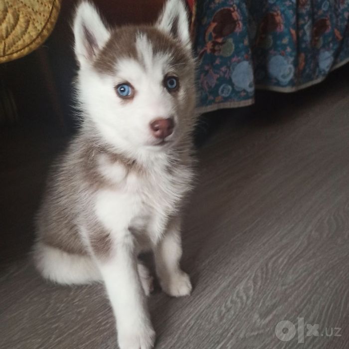 Xatiko kuchuk lar sibir xatikosi