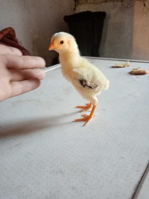 Дакан цыплята 8 шт