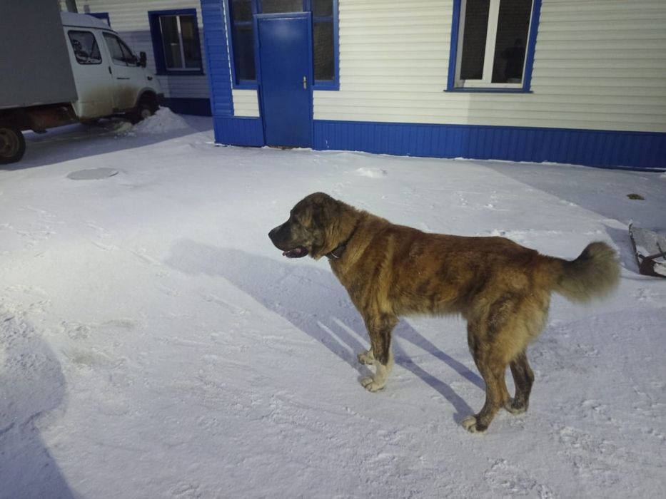 Вязка кобель САО