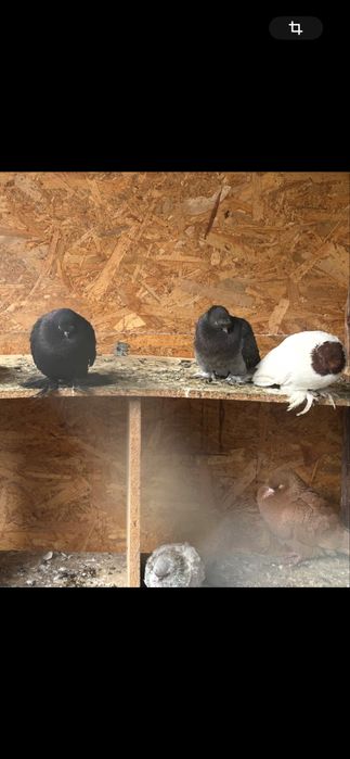 Vand jucatori de botosanii pretul e de 100 ron pe bucata