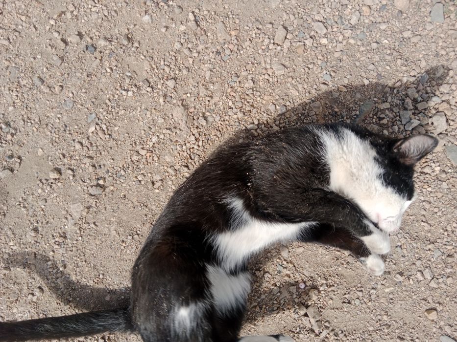 Черный кот домашний