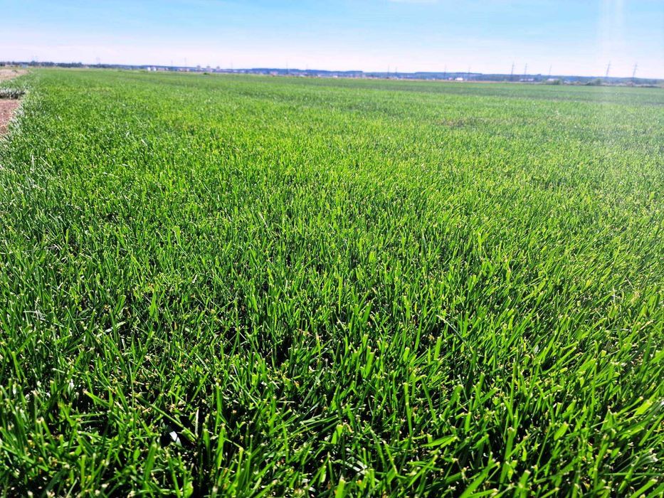 Gazon Rulou Premium  - 30 lei/MP Transport Gratuit