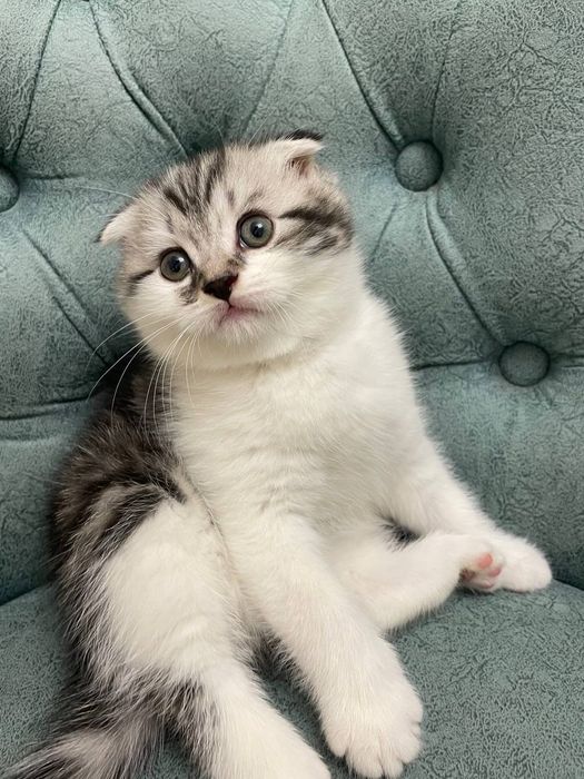 Мушук боласи сотилади