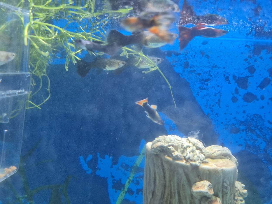 Продам рыбок гуппи