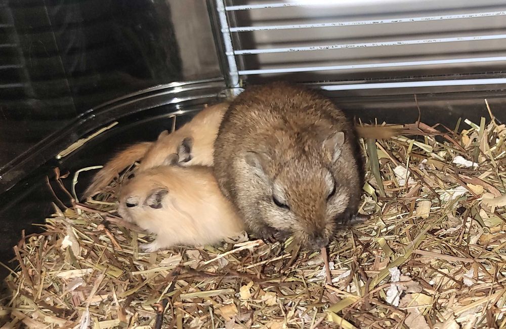 Подарявам бебета джербили/монголска песчанка