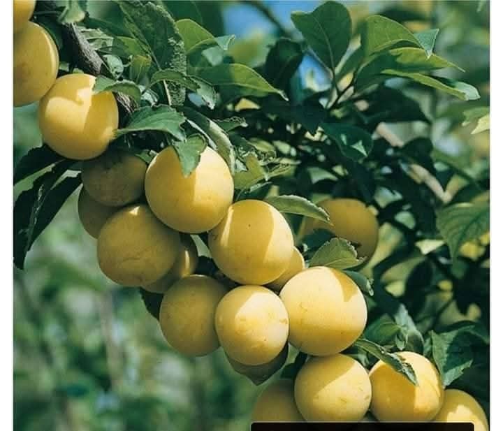 Pomi fructiferi columnari
