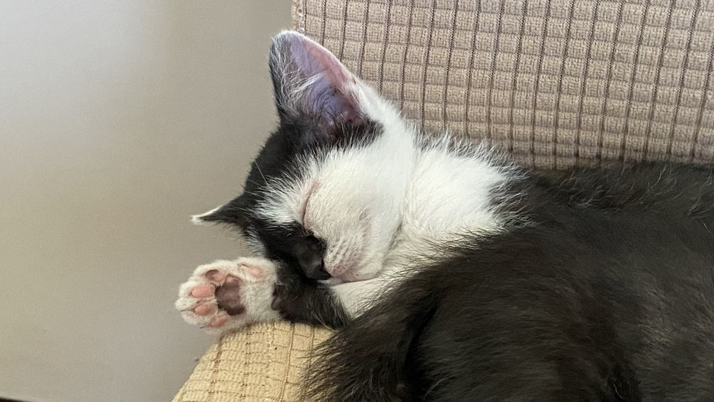 котёнок (кот / он) бесплатно