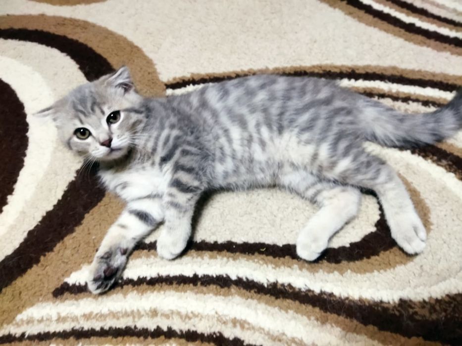 котенок 3 месяца