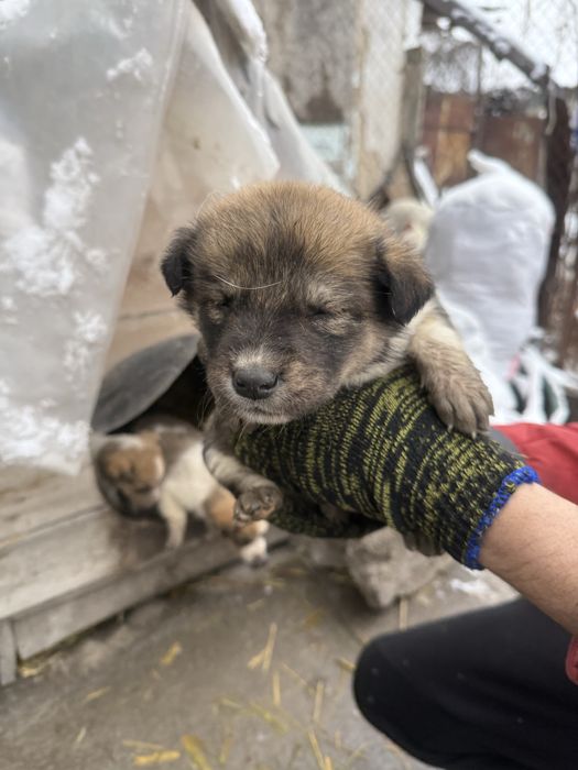 Отдалим щенков в добрые руки