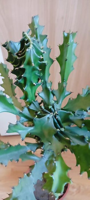 Продам комнатные растения