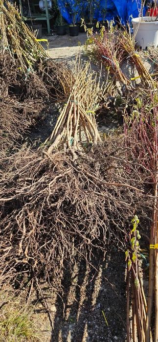 Ciresi Gissela, diverse soiuri Regina Stella Carmen Bigarreau burlat