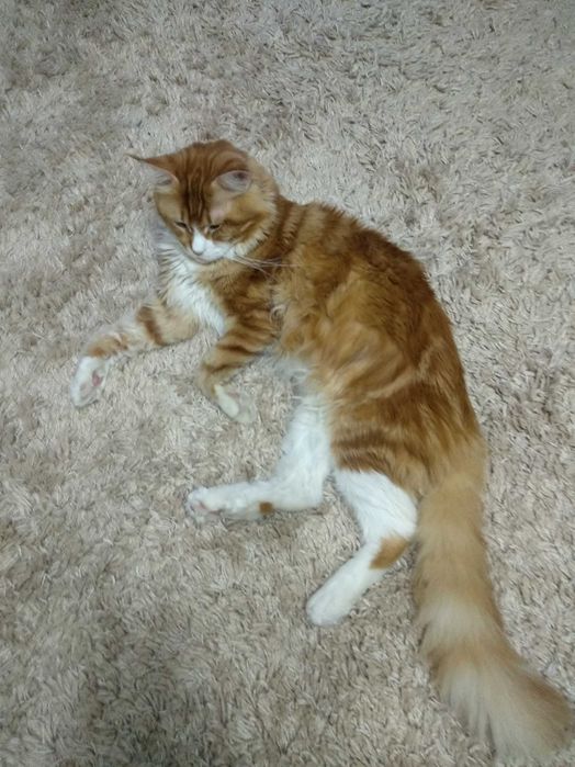 Кот на вязку для продолжения рода.