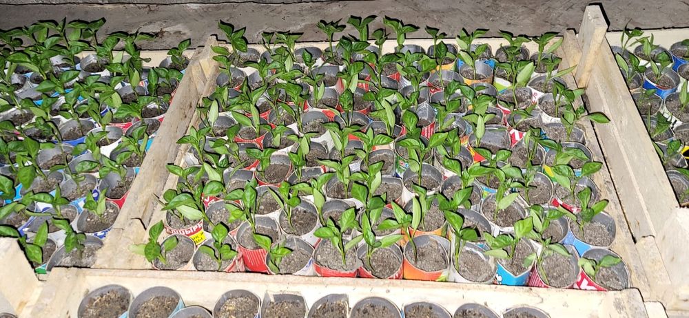 Продаётся рассада