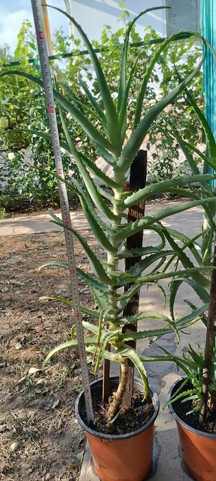 Продаю алоэ лекарственные