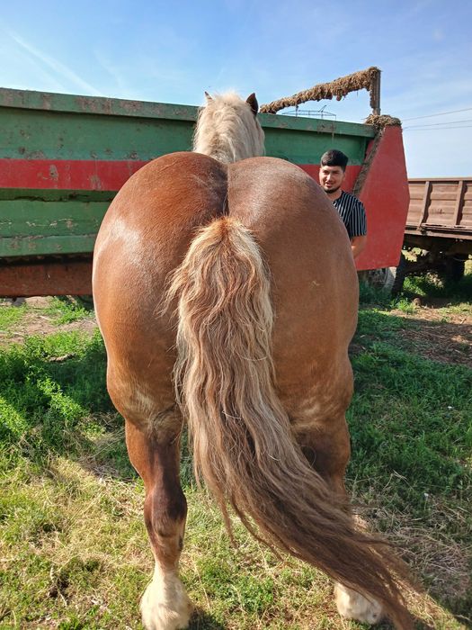 Iapă din herghelia Fitero