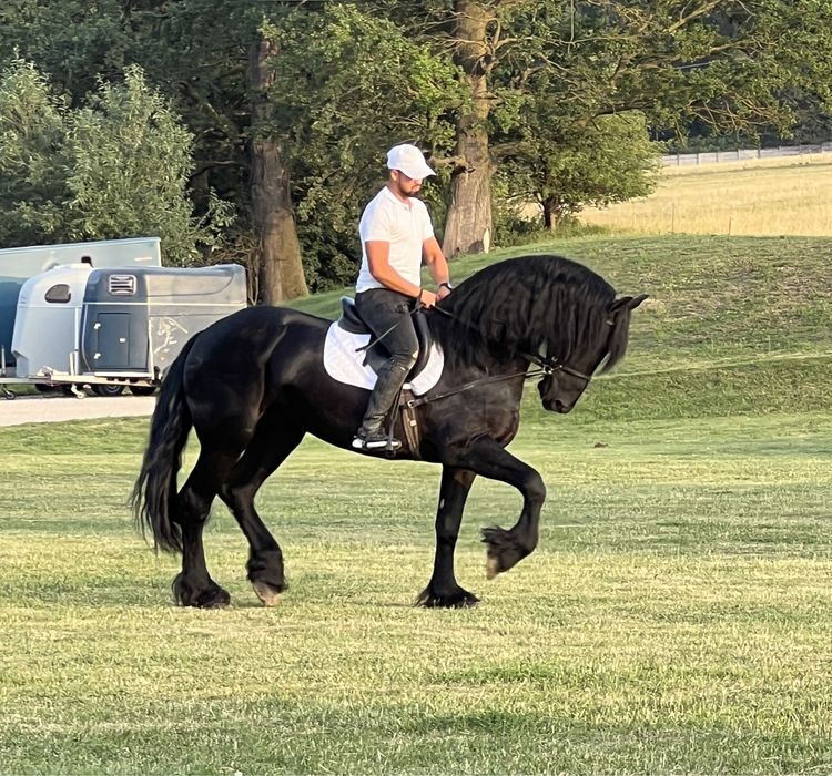 Armăsar Friesian Top Frizian