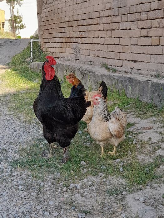 Brama  ho'roz qora mramr ho'roz 250min tovuqlar150 min