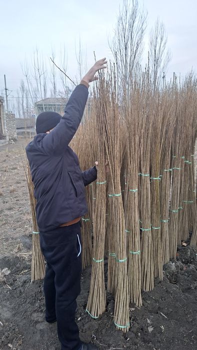 Терак кочатларикелишилган нархда