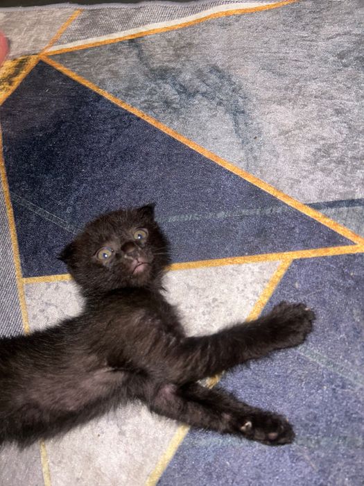 Отдам котят в хорошие руки