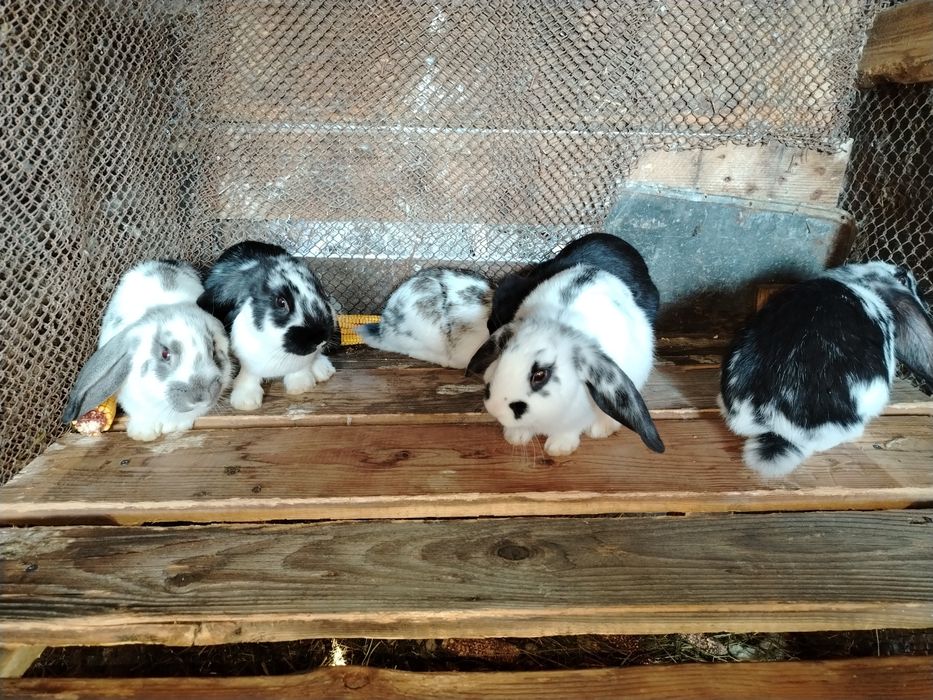 Iepure, fluture franțuzesc /mixt