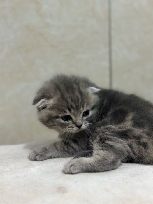 Продаются породистые вислоухие котята