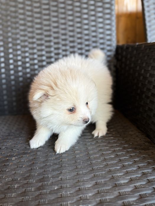 Мини шпиц померан