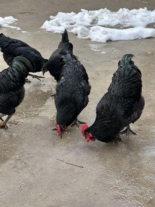 Қора шахзода ҳўрозлари сотилади