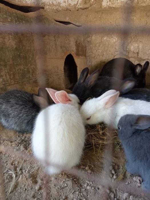 Quyon 1 oylik narxi yana kelishiladi