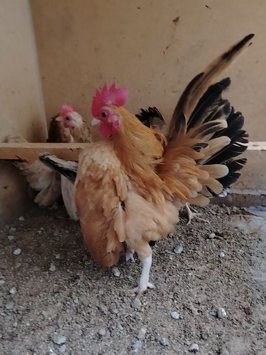 Yalangoch Candace Phineas va Ferb qoidalari 34