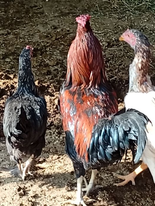 Xuroʻz sotiladi 5-oylik