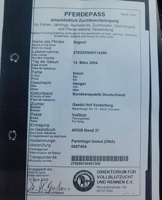 Предлагаем к случке жеребец