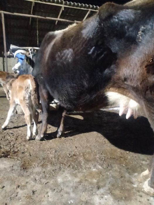 Сиыр бұзауымен сатылады