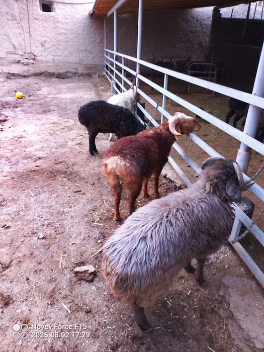 Har xil turkumda qōy qōchqor bor