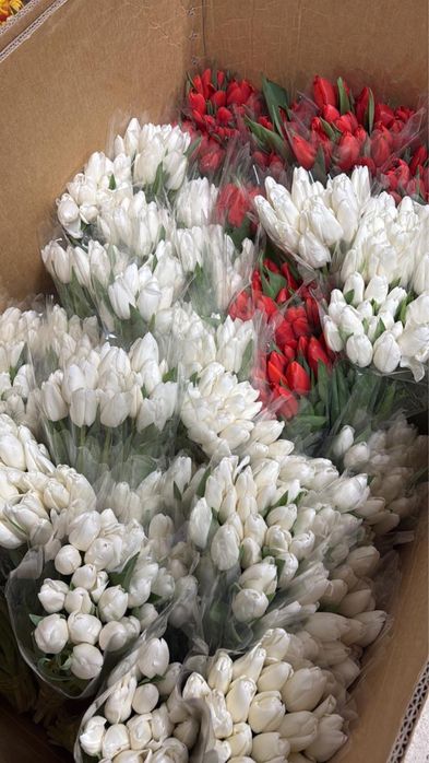 Тюльпаны Астана по выгодным ценам