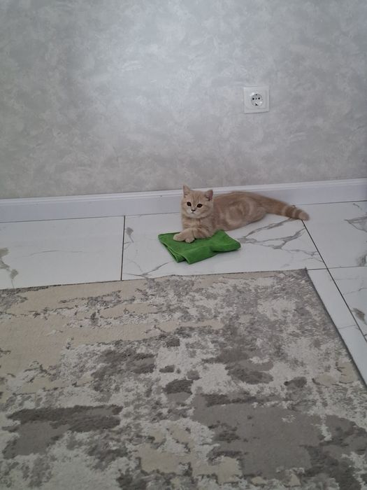 Britanskaya koshka