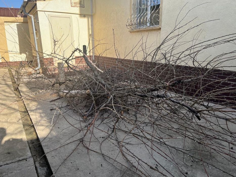 Отдам ветки бесплатно, самовывоз.