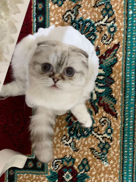 Кошка Вислаухий скоттиш фолд