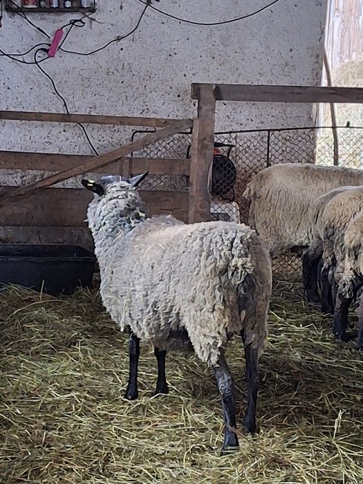 Oaie Romanov cu mieluta