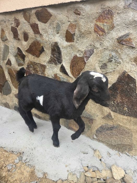 Tapisori anglonubian