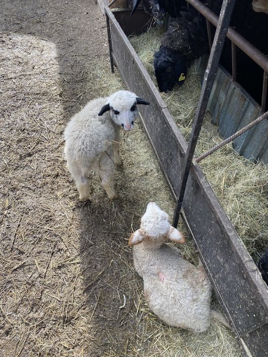 Продам барана с 2 ягнятами