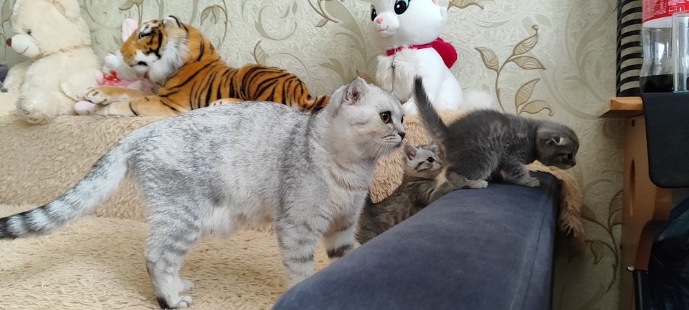 Продаются шотландские котята