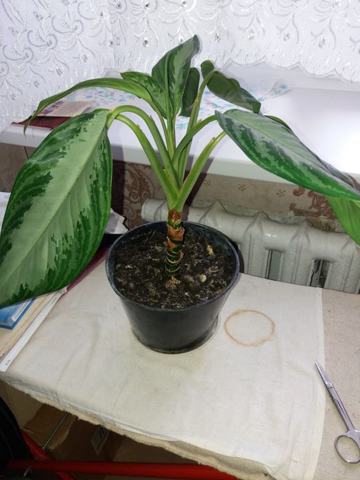 Продам комн.цветы