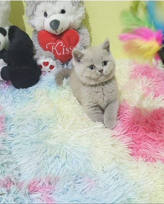 British shorthair