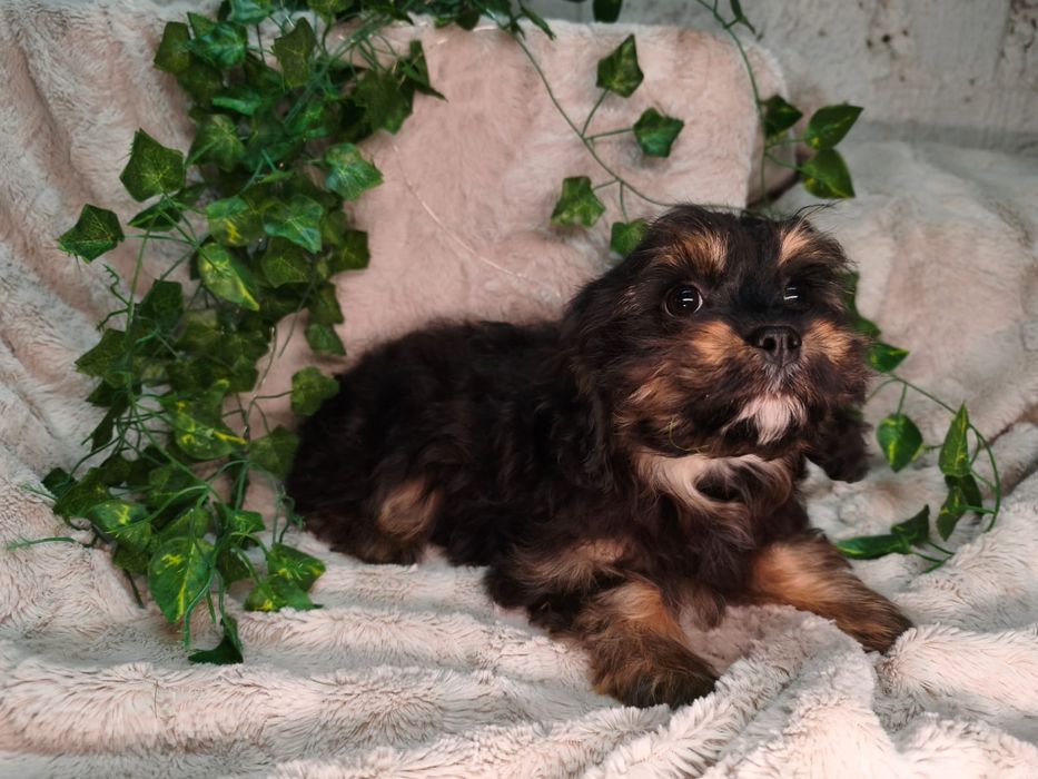Vand baietel Cavapoo F1 black and tan.