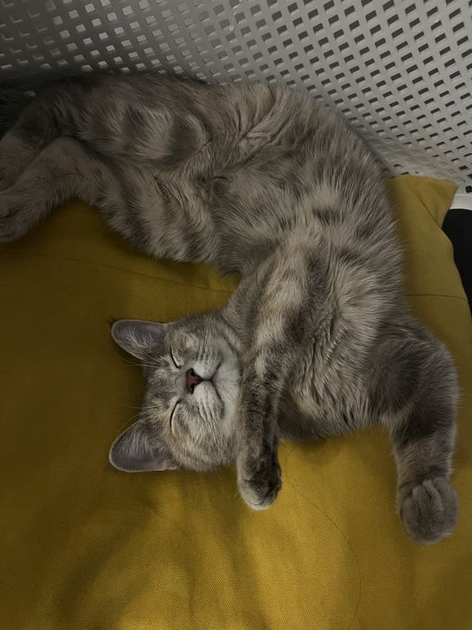 Отдаем кошку в хорошие руки