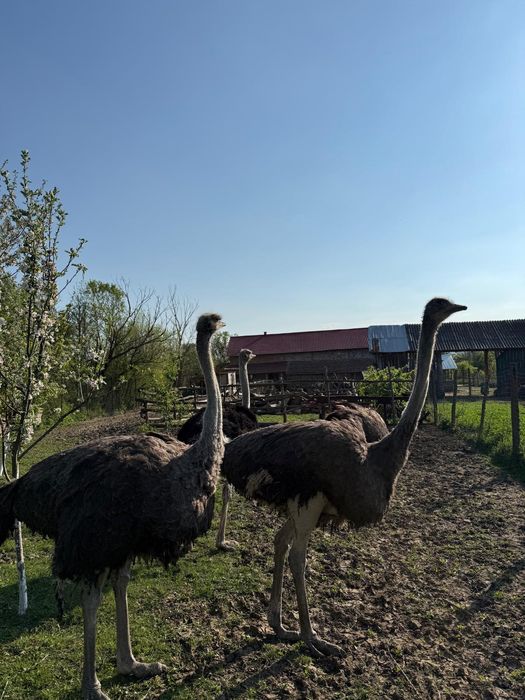 Vand familie struți 1an 9 lunj
