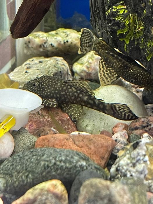 Сомики анциструсы аквариумные