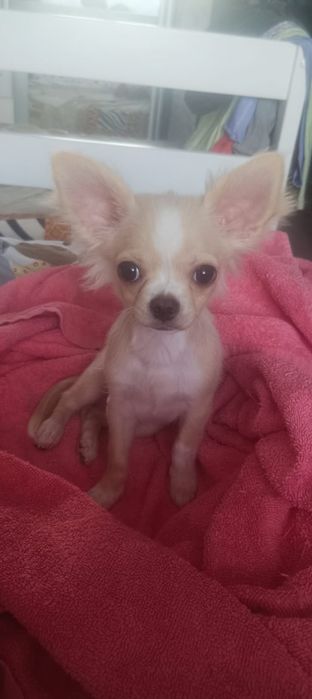 Чихуахуа  7 месецов